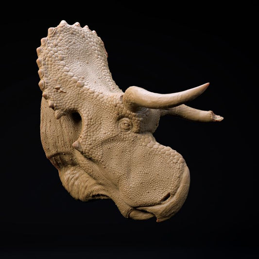 Nasutoceratops mount-head
