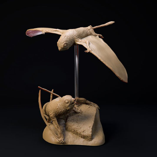 Sinomacrops bondei pair 1-3 scale