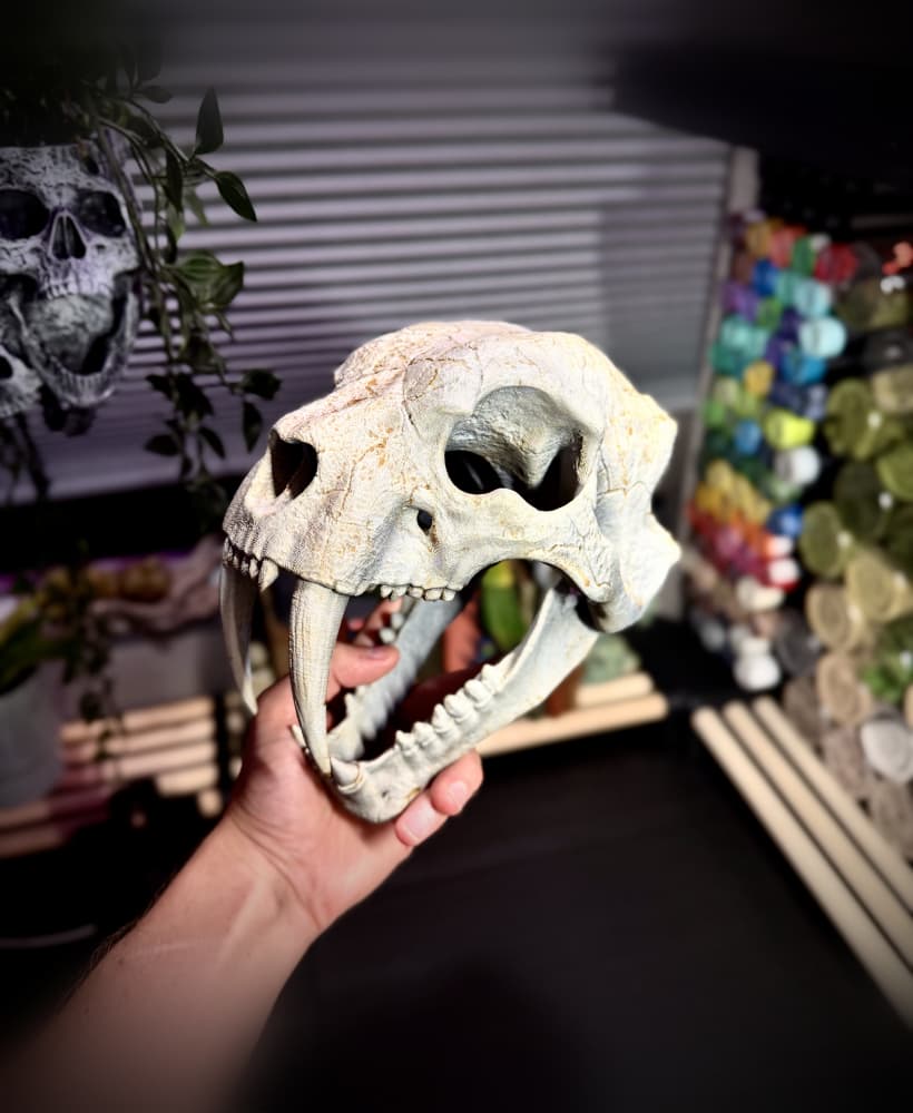 Wall mounted sabertooth skull