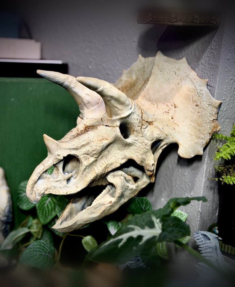 Wall mounted triceratops skull