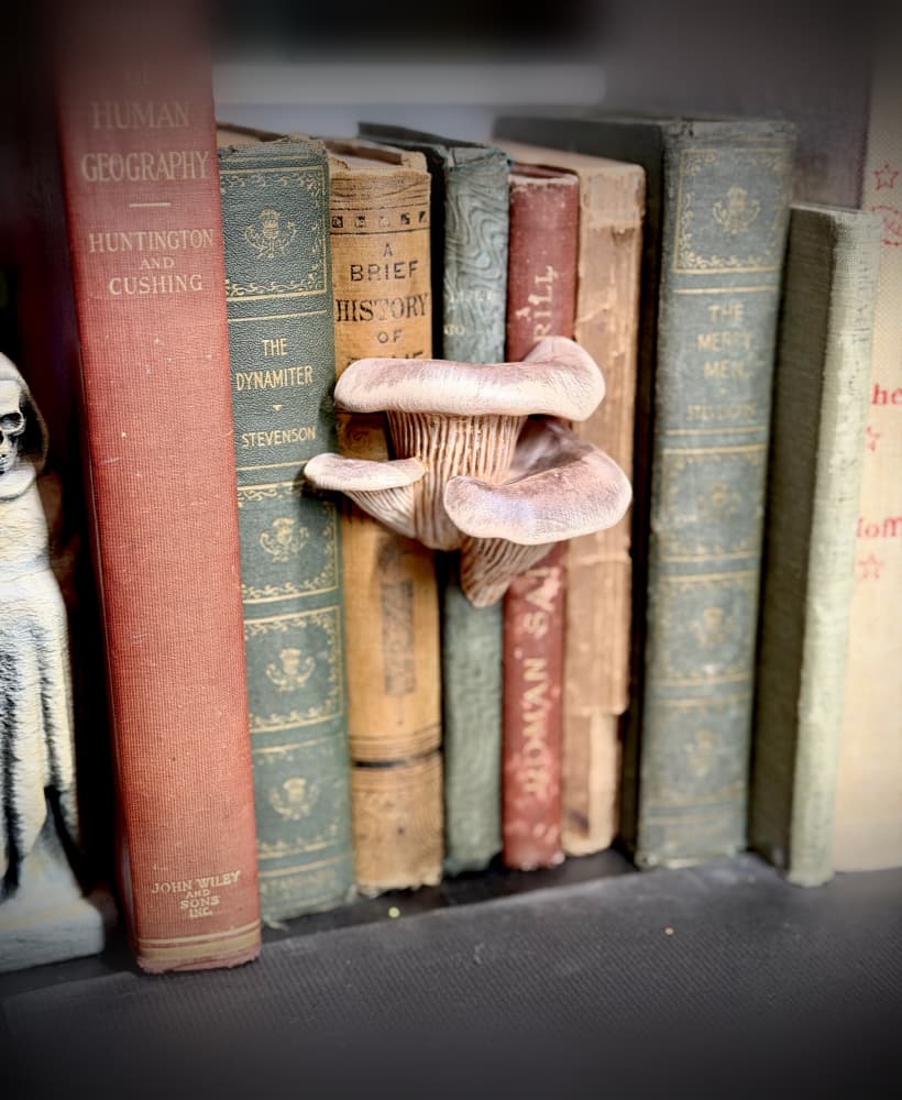 Oyster mushrooms spine hugger